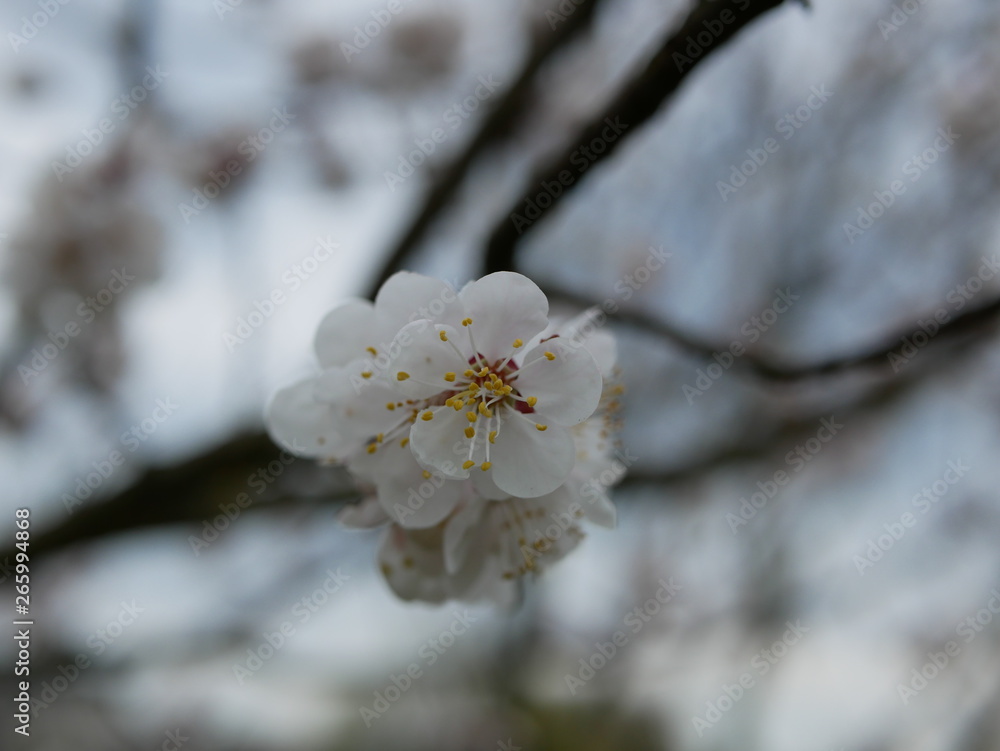 blooming cherry branch in spring on a blurry background blooming cherry branch in spring on a blurry background