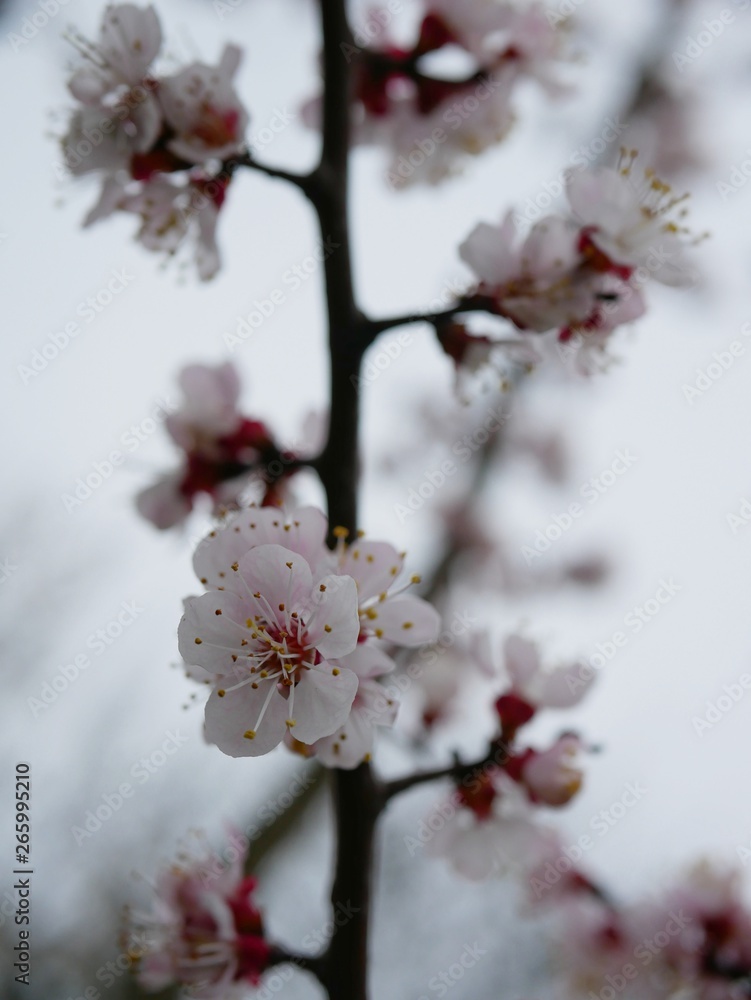 blooming cherry branch in spring on a blurry background