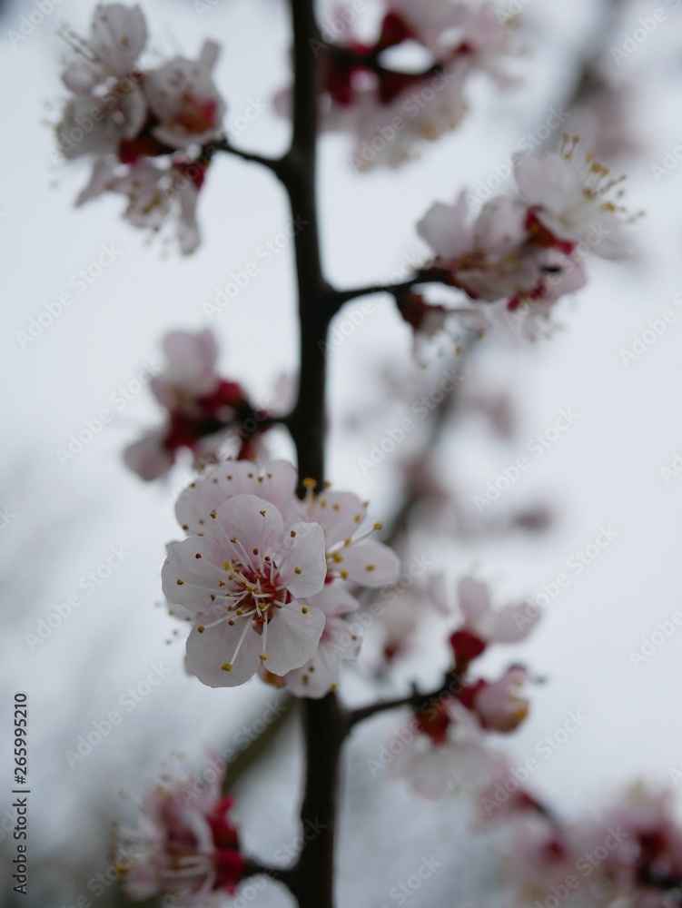 blooming cherry branch in spring on a blurry background blooming cherry branch in spring on a blurry background