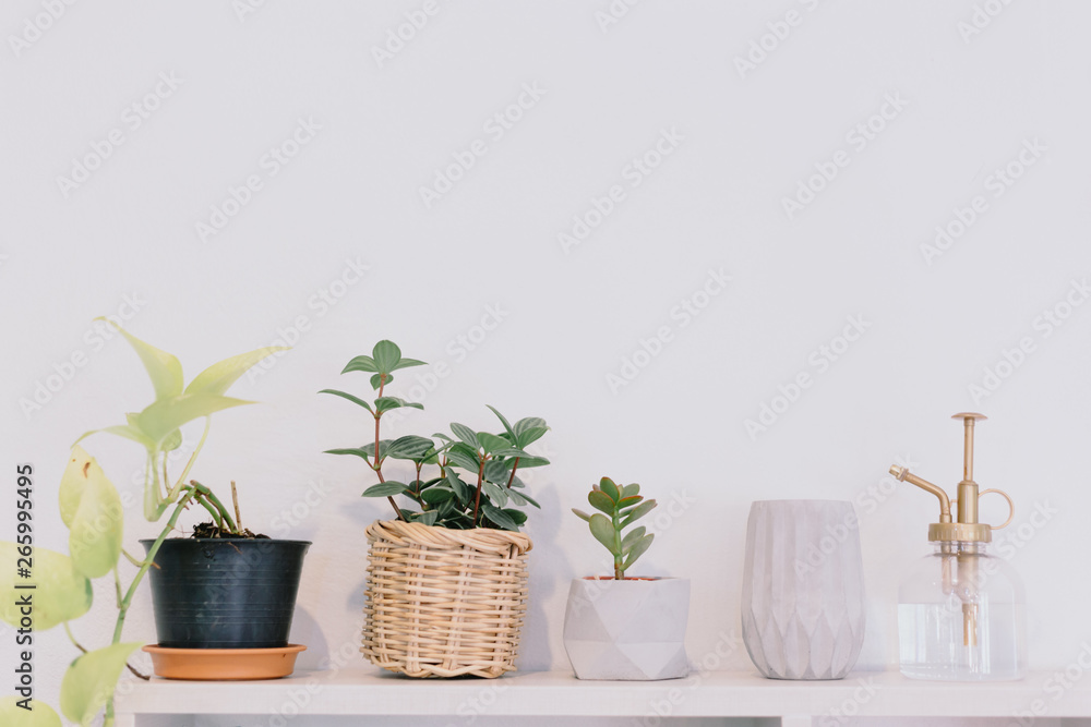close up white wooden shelf with small plant on pot with decoration on wall
