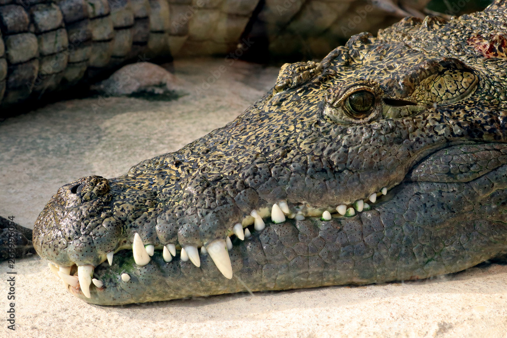 Obraz premium Head of a crocodile with his mouth closed, lying on the ground