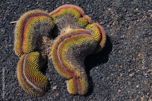 colorful cactus on a sunny day photo