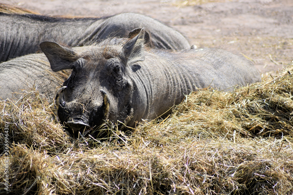 Fototapeta premium phacochère