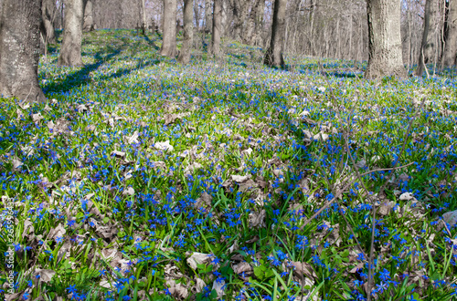 spring, blue flowers in the forest