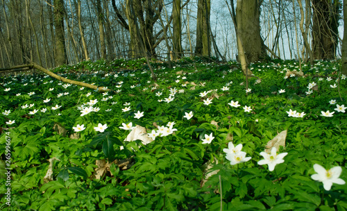 spring, white flowers in the forest