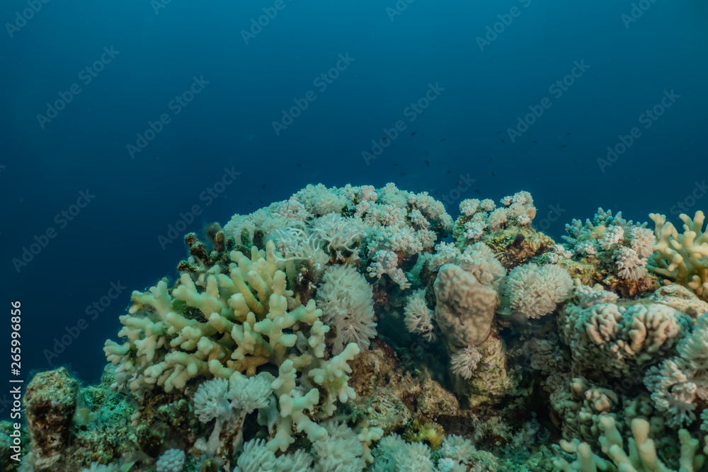 Coral reefs and water plants in the Red Sea, Eilat Israel