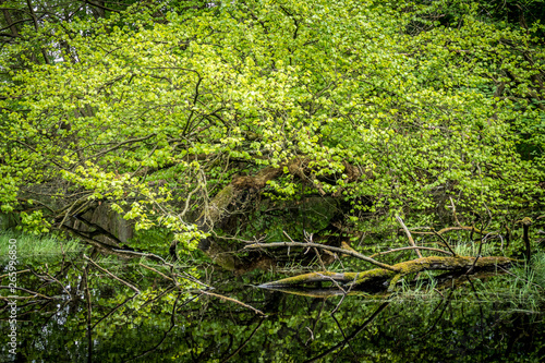 Waldsee im Fr  hjahr