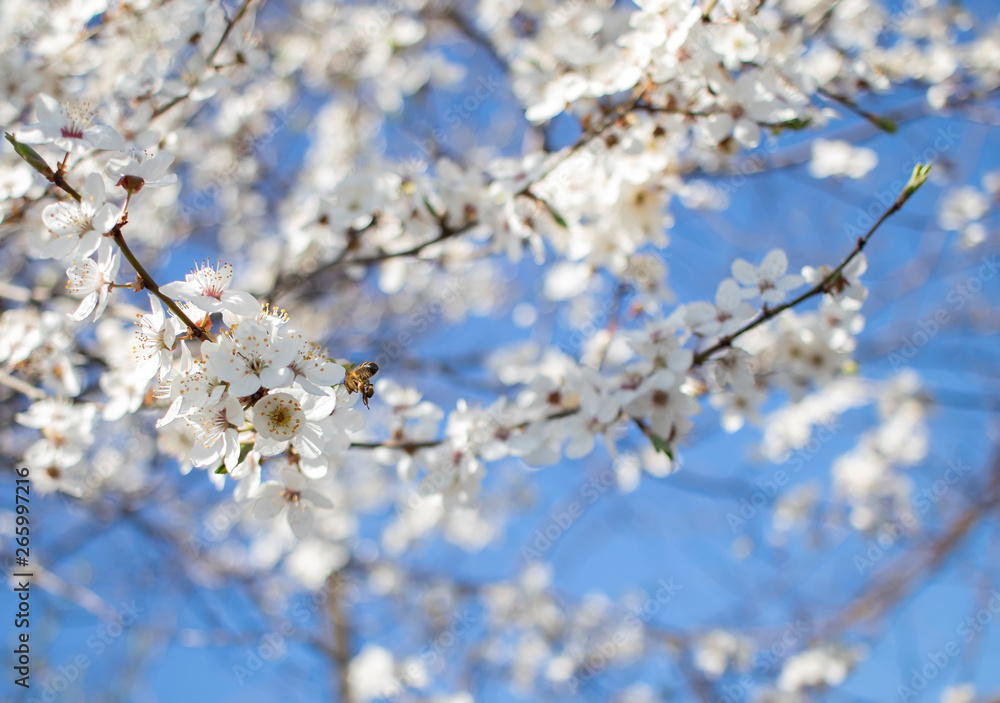 spring plum blossoms, white plum blossoms