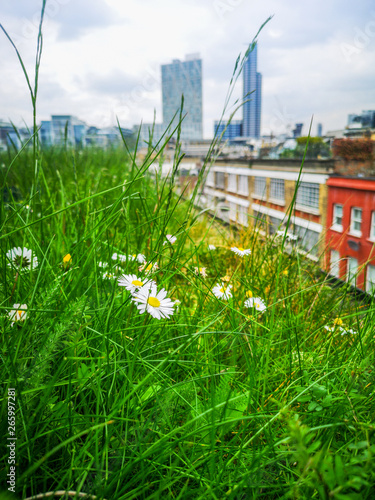 A green meadow with daisies in a warm spring day on the top of Brick Lane in London photo