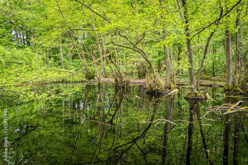 Waldsee im Frühjahr © focus finder
