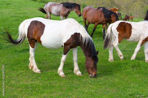 A herd of horses grazing on a green mountain meadow in Strandzha mountain, Bulgaria