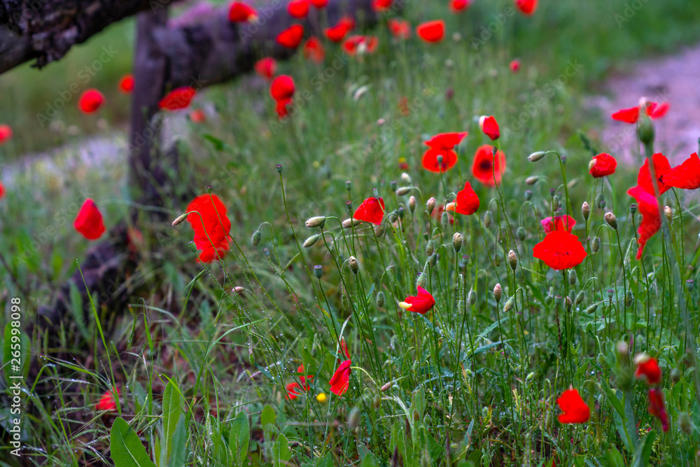 Poppy flowers blossom on wild field. Nature background. Beautiful field red poppies with selective focus. Red poppies in early morning light. Wonderful landscape. Amazing nature scene. Soft focus.