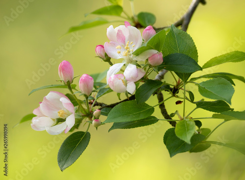 Beautiful pink blossom with green background 