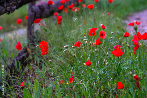 Poppy flowers blossom on wild field. Nature background. Beautiful field red poppies with selective focus. Red poppies in early morning light. Wonderful landscape. Amazing nature scene. Soft focus.