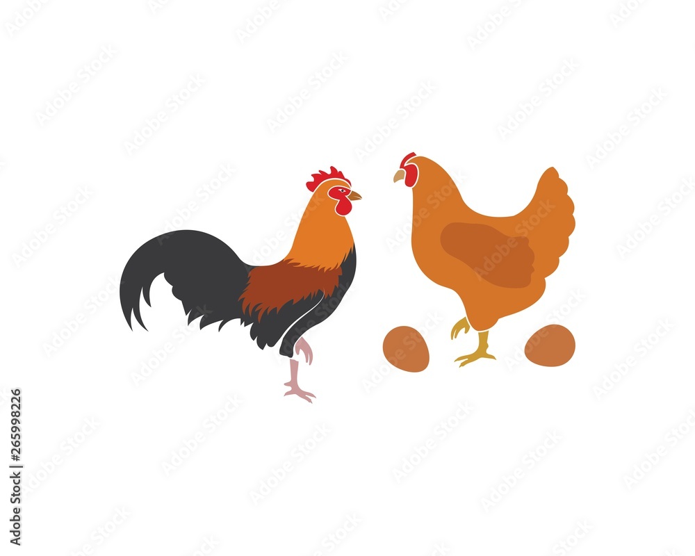 chicken vector illustration