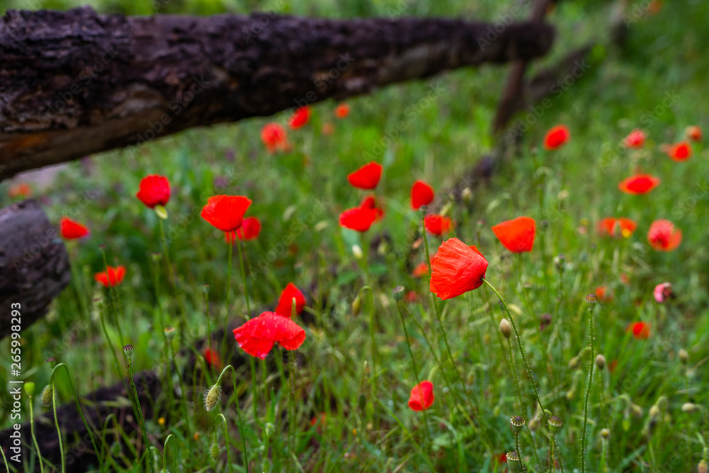 Poppy flowers blossom on wild field. Nature background. Beautiful field red poppies with selective focus. Red poppies in early morning light. Wonderful landscape. Amazing nature scene. Soft focus.