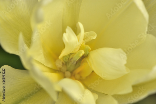 closeup of yellow flower tulip