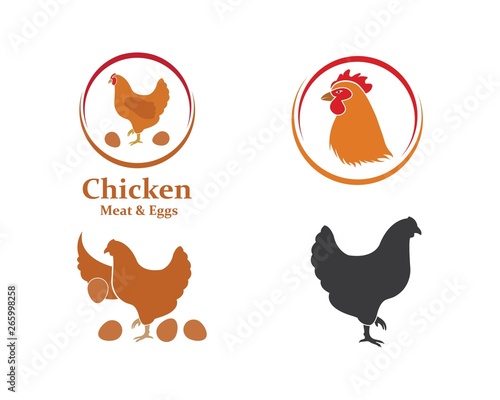 chicken vector illustration