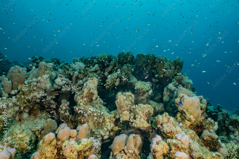 Fototapeta premium Coral reefs and water plants in the Red Sea, Eilat Israel