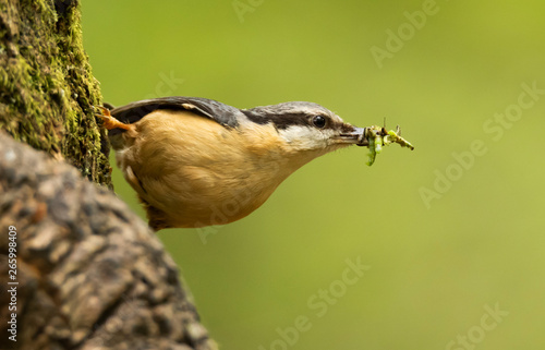 Portrait of a nuthatch with a full beak