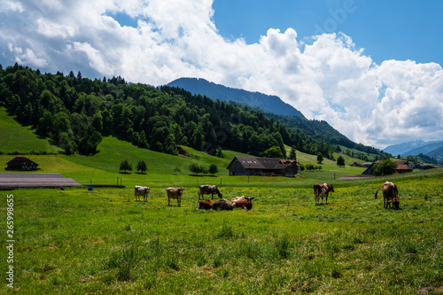 Picturesque village withg green meadow and traditional wooden houses with wide roofs in the Swiss Alps. Pasture with large horned animals. Meadow in the alps of Switzerland with Alpine cows.