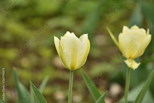 yellow tulip on green background