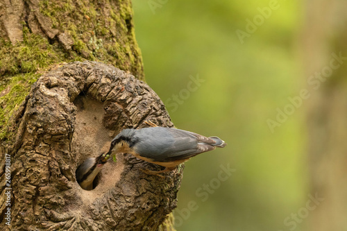Nuthatch feeding young at the nest
