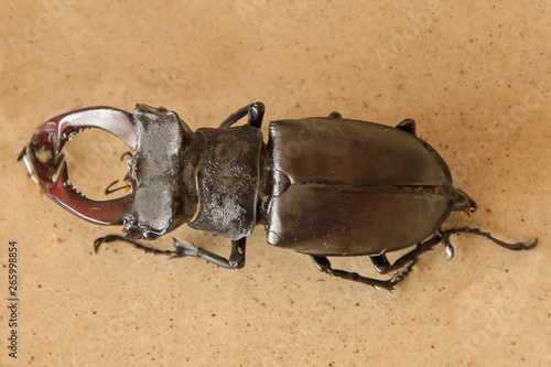 Image of stag beetle