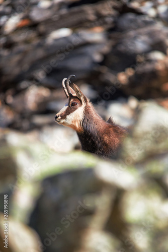 A male alpine chamois