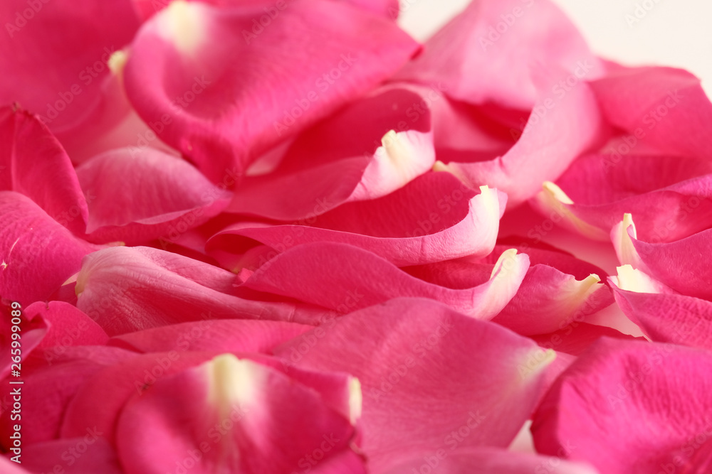 Petal. Background or texture of rose petals. Fresh flowers.