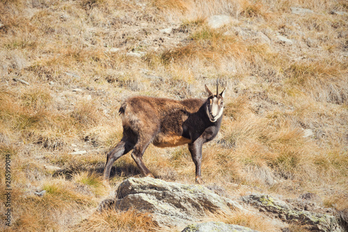 The alpine chamois with a broken horn