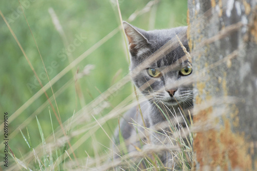 Photography Chartreux cat hiding behind a stone wall
