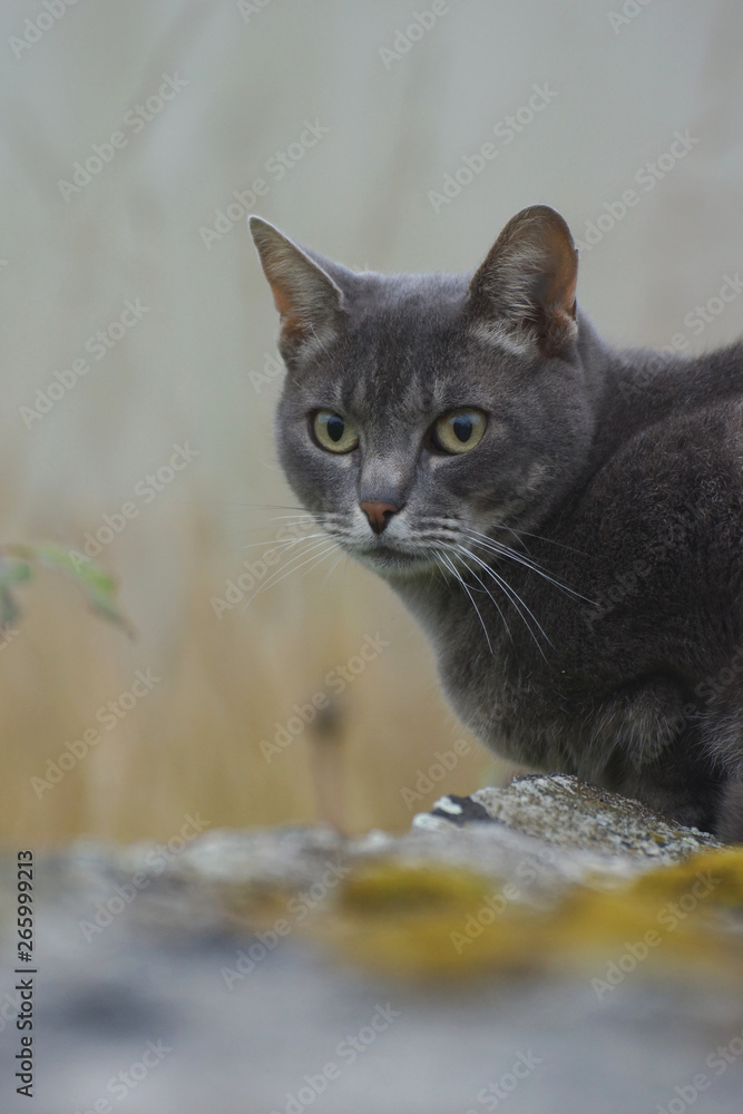 Chartreux Cat on a Stone Wall in Brittany