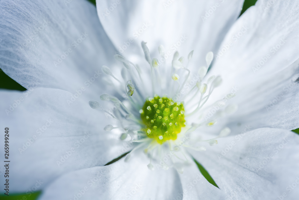 Obraz premium Spring white flower close up.