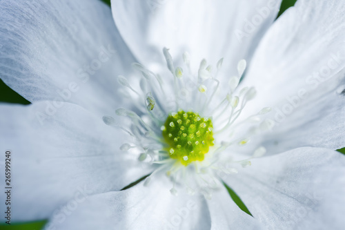 Spring white flower close up.