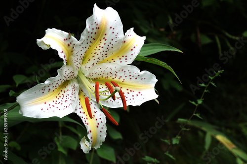 Lilium auratum – It is called “Yamayuri” in Japan. photo