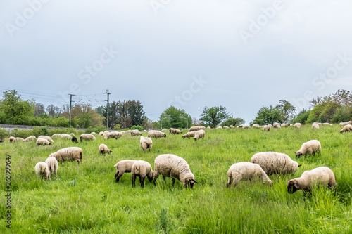Schafe grasen auf der Weide © focus finder