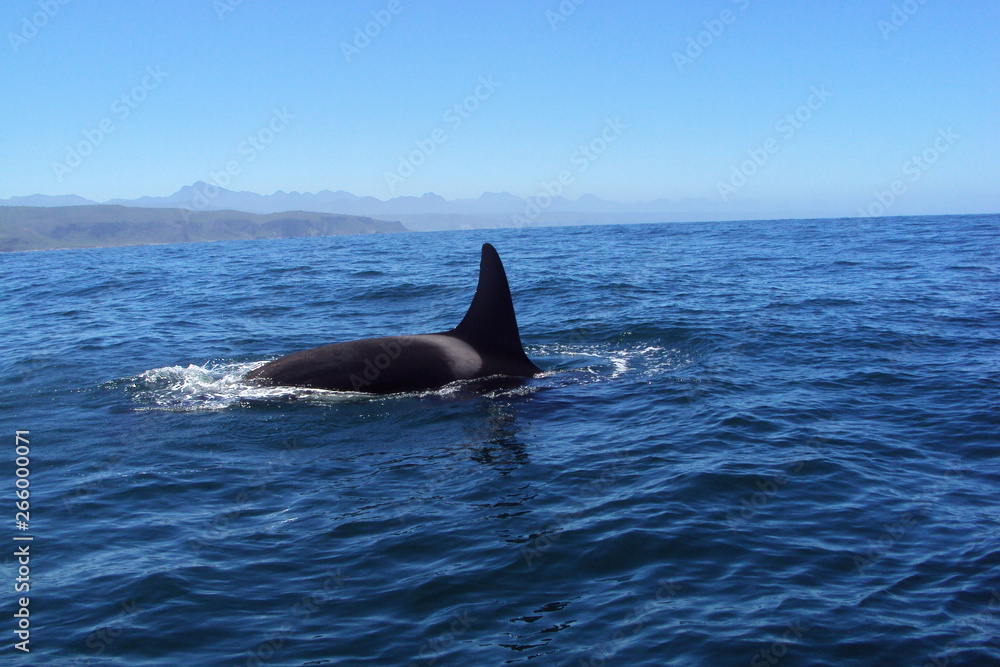 Orca whale off the coast, Plettenberg Bay, South Africa Orca whale off the coast, Plettenberg Bay, South Africa