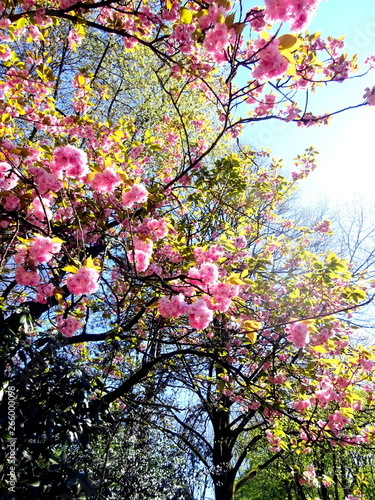 Magnolia tree in park during spring