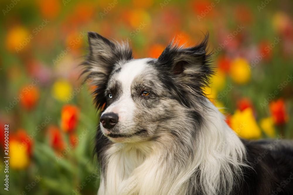 Border collie dog lying in colorful tulip flowers