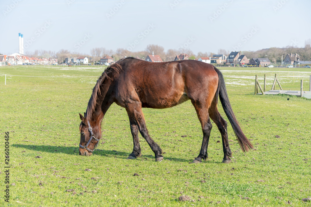 Horse graze in the meadow. Residential buildings are visible in the background. Horse graze in the meadow. Residential buildings are visible in the background.