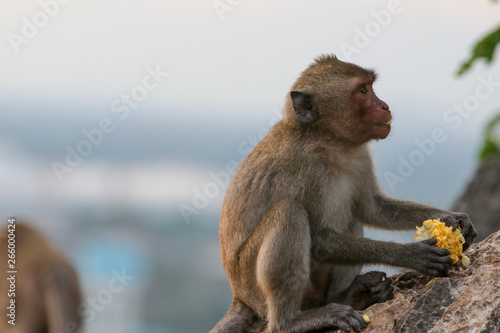Portrait of a monkey staring © suthon