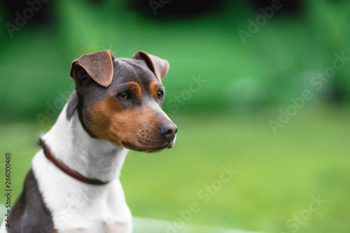 Brazilian terrier portrait on a green grass background