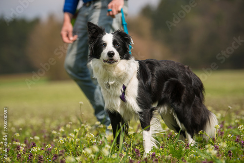 Border collie walk with dog owner