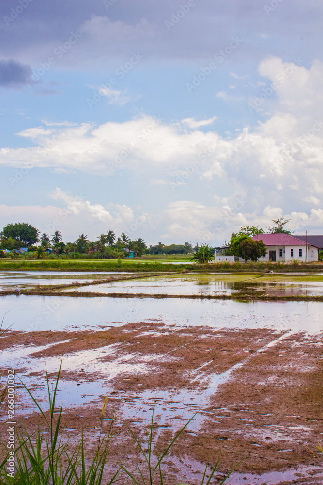 Landscape of houses besides a flooded paddy field and blue sky.