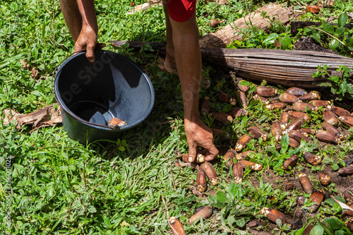 Hands of man collecting Urucuri Palm fruits from the ground in the forest and putting in black bucket. Very nutritious, they are used in the feeding of animals of the forest and even of people. photo