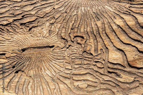 The texture of the inner surface of pine bark damaged by insect pests.