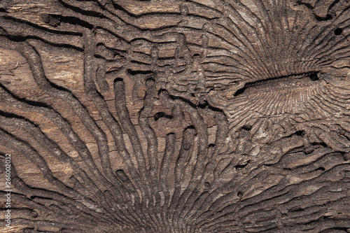 The texture of the inner surface of pine bark damaged by insect pests