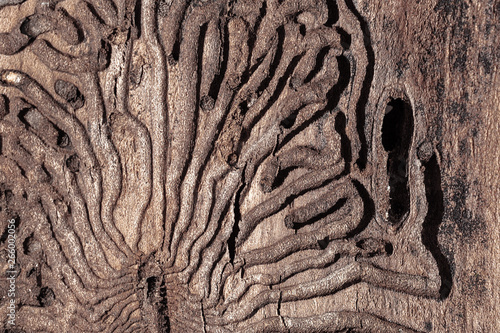 The texture of the inner surface of pine bark damaged by insect pests © Chetgal 