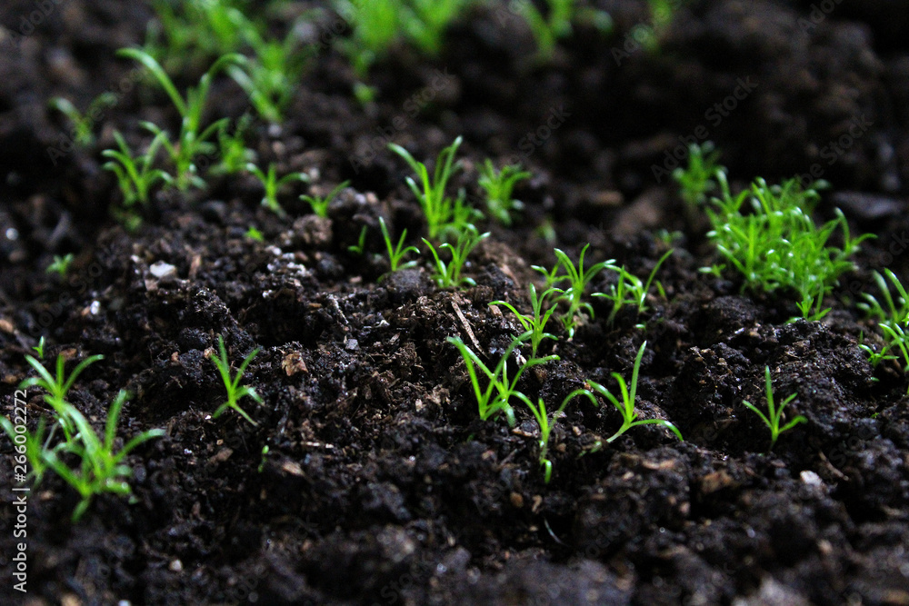 seedlings first green grass seedlings first green grass
